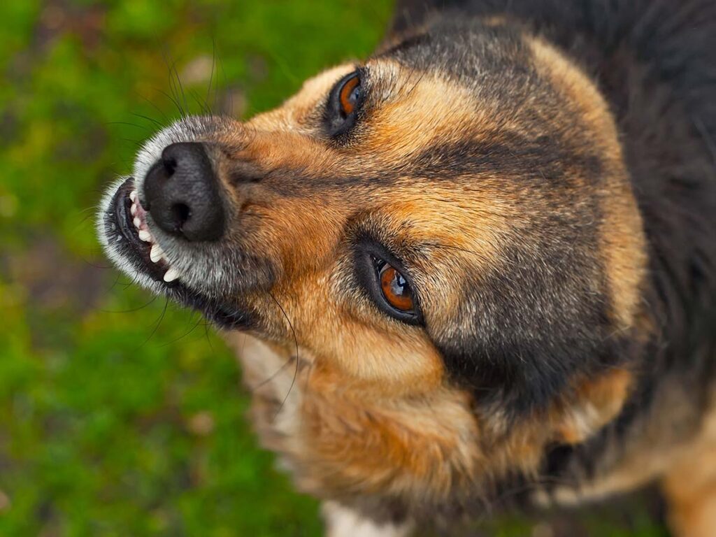 Yolo County Dog Bite Injury Lawyer 1 CRO08 25 Yolo County Dog Bite Injury Lawyer 1