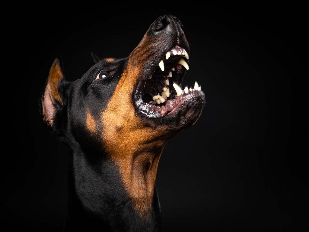 CRO09 25 Elk Grove Dog Bite Injury Lawyer 1