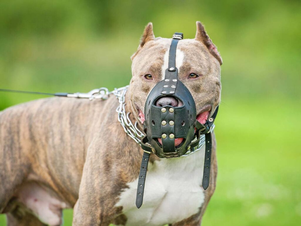 CRO09 25 Elk Grove Dog Bite Injury Lawyer 2